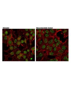 Cell Signaling Rap80 (D1t6q) Rabbit mAb