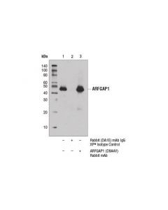 Cell Signaling Arfgap1 (D9a4v) Rabbit mAb