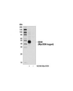 Cell Signaling Cd38 Antibody