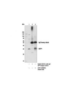 Cell Signaling Ucp1 (D9d6x) Rabbit mAb