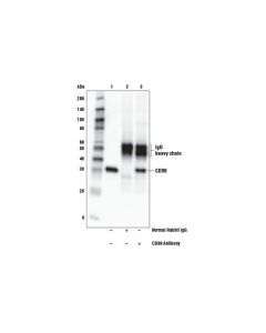 Cell Signaling Cd99 Antibody