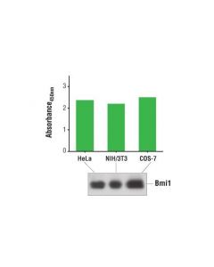 Cell Signaling Pathscan Total Bmi1 Sandwich Elisa Kit