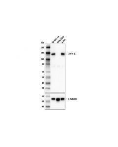 Cell Signaling Liprin Beta1 Antibody