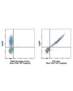 Cell Signaling Car-T Cell (G4s Linker) Transduction Efficiency Flow Cytometry Panel