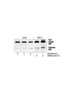 Cell Signaling Bid Antibody (Human Specific)