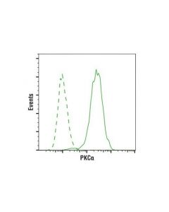 Cell Signaling Pkcalpha Antibody