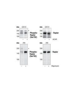 Cell Signaling Phospho-Raptor (Ser792) Antibody