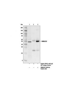 Cell Signaling Hmgcs2 (D3u1a) Rabbit mAb