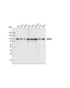Cell Signaling Grp94 Antibody