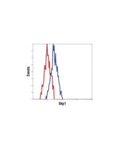 Cell Signaling Skp1 Antibody