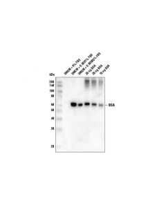 Cell Signaling Bsa (D1c8q) Rabbit mAb