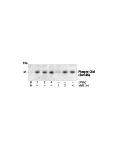 Cell Signaling Phospho-Chk1 (Ser345) Antibody