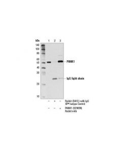 Cell Signaling Pank1 (D2w3n) Rabbit mAb