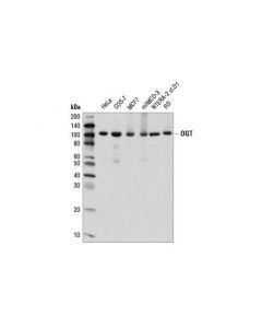 Cell Signaling Ogt (D1d8q) Rabbit mAb