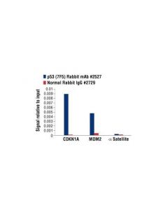 Cell Signaling P53 (7f5) Rabbit mAb