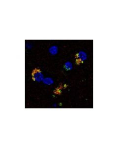 Cell Signaling Alpha-Synuclein (Syn204) Mouse mAb