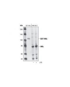 Cell Signaling Ikkepsilon Antibody
