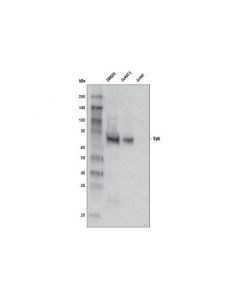 Cell Signaling Syk Antibody