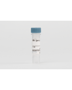 Cell Signaling 100x Spermidine