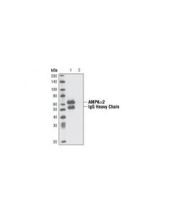 Cell Signaling Ampkalpha2 Antibody