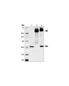 Cell Signaling Bax Antibody
