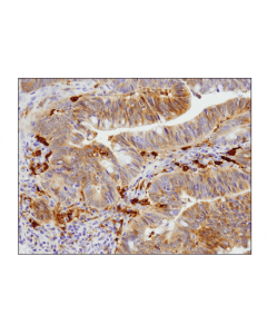 Cell Signaling Glul (D2o3f) Rabbit mAb (Ihc Formulated)