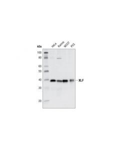 Cell Signaling Xlf Antibody