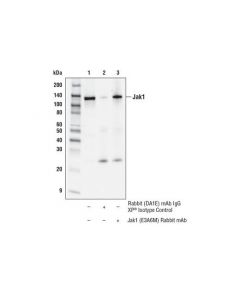 Cell Signaling Jak1 (E3a6m) Rabbit mAb