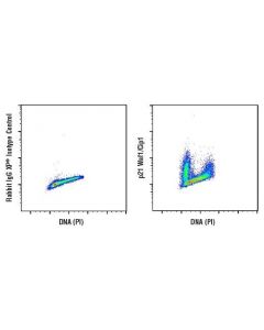 Cell Signaling P21 Waf1/Cip1 (12d1) Rabbit mAb