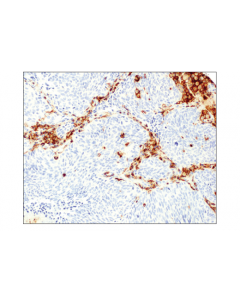 Cell Signaling Cd48 (D7l8i) Xp Rabbit mAb