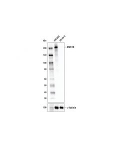 Cell Signaling Muc16 Antibody