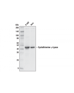 Cell Signaling Cystathionine Gamma-Lyase (D4e9j) Rabbit mAb