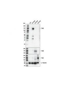 Cell Signaling Trka (D7u3a) Rabbit mAb