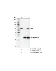 Cell Signaling Fto (D6z8w) Rabbit mAb