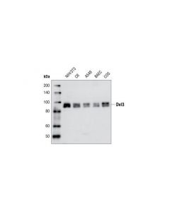 Cell Signaling Dvl3 Antibody