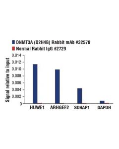 Cell Signaling Dnmt3a (D2h4b) Rabbit mAb