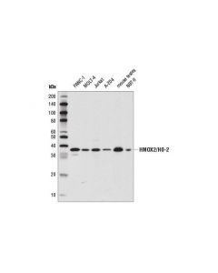 Cell Signaling Hmox2/Ho-2 (D9j9u) Rabbit mAb