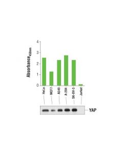 Cell Signaling Pathscan Total Yap Sandwich Elisa Kit