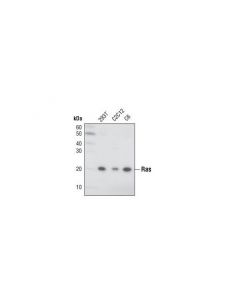 Cell Signaling Ras (27h5) Rabbit mAb