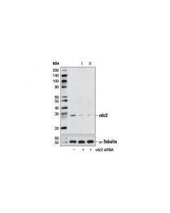 Cell Signaling Signalsilence Cdc2 Sirna I