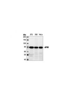 Cell Signaling Eif4b Antibody