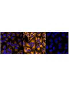Cell Signaling Ferroorange