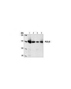 Cell Signaling Plcgamma2 Antibody