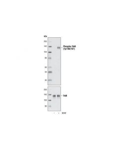 Cell Signaling Human Brain-Derived Neurotrophic Factor (Bdnf)