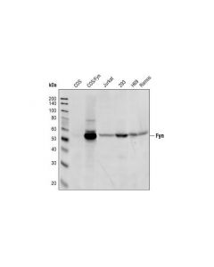 Cell Signaling Fyn Antibody