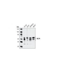 Cell Signaling Klf4 Antibody