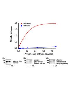 Cell Signaling Fastscan Phospho-Glucocorticoid Receptor (Ser134) Elisa Kit