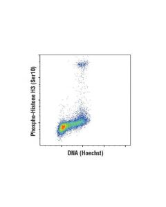 Cell Signaling Hoechst 33342