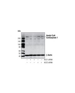 Cell Signaling Acetyl-Coa Carboxylase 1 Antibody