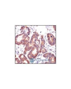 Cell Signaling Cytochrome C Antibody